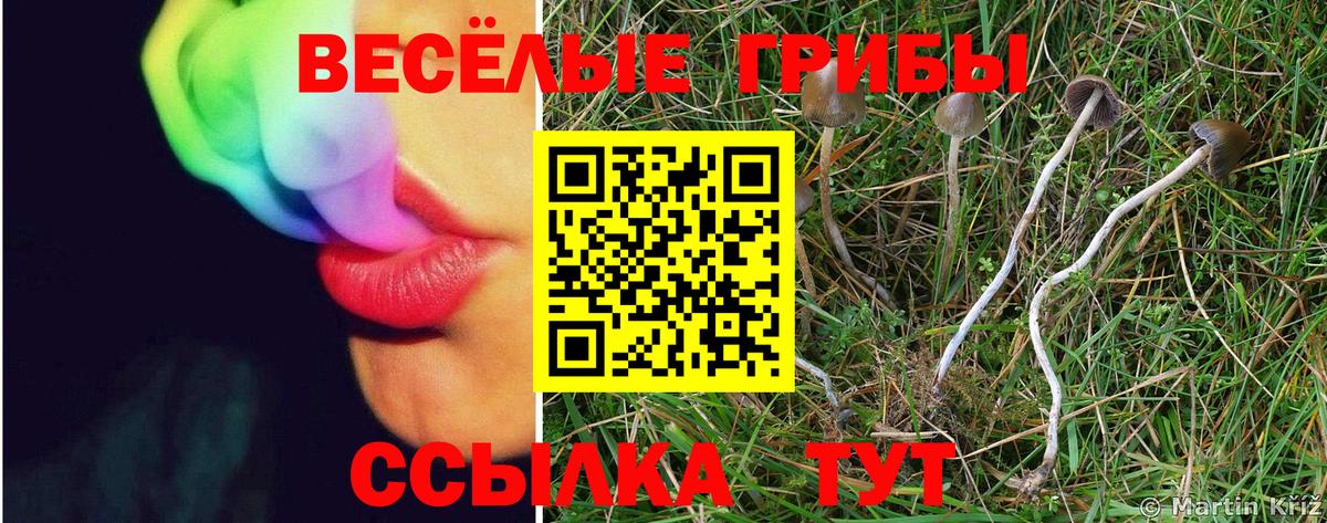 Псилоцибиновые грибы Psilocybine cubensis  Вход с VPN  Выкса 
